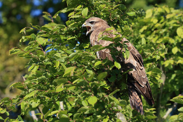 A portrait of a Common Buzzard perched in a tree calling out loud
