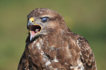 A portrait of a Common Buzzard calling out loud with its translucent eyelid protecting its eye
