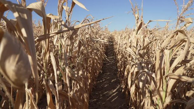 crop failure, Corn plants, dry summer 2022, Germany