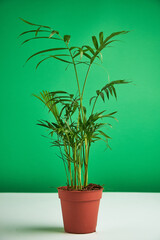 chamedorea palm in pot. Home plants for room