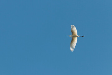 grande aigrette