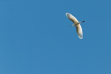 grande aigrette
