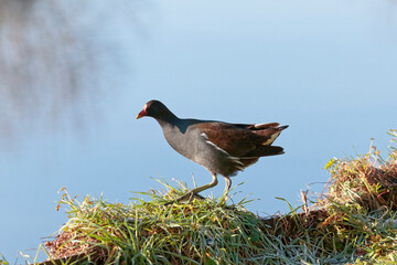 poule d'eau
