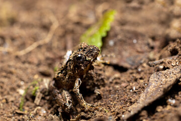 Anodonthyla emilei, endemic species of frog in the family Microhylidae. Ranomafana National Park, Madagascar wildlife animal