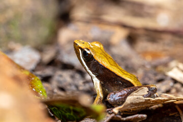 Small endemic frog Brown Mantella (Mantidactylus melanopleura), species of small frog in the Mantellidae family. Andasibe-Mantadia National Park. Madagascar wildlife animal