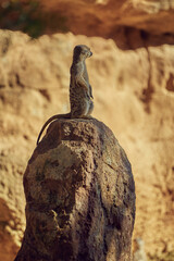 Meerkat stands alone on a large stone