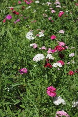 Fototapeta premium pink flowers in the garden