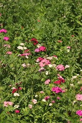 flowers in the garden