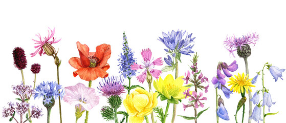watercolor drawing wild flowers at white background , hand drawn botanical illustration, floral background