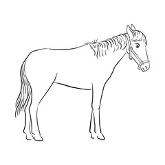 vector drawing horse, sketch of domestic animal, hand drawn illuastration , isolated nature design element