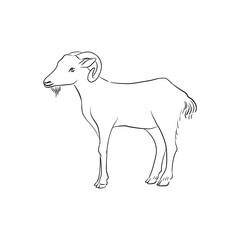 Obraz na płótnie Canvas vector drawing goat, sketch of domestic animal, hand drawn illuastration , isolated nature design element