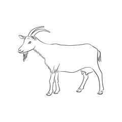 vector drawing goat, sketch of domestic animal, hand drawn illuastration , isolated nature design element