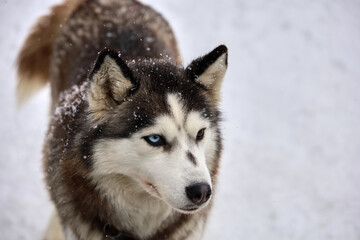 Siberian Husky dog black and white colour with blue eyes winter. 
