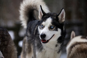 Siberian Husky dog black and white colour with blue eyes winter. 