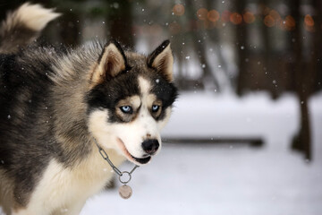Siberian Husky dog black and white colour with blue eyes winter. 