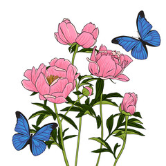 vector drawing butterflies and flowers, pink peonies, floral background, hand drawn natural illustration
