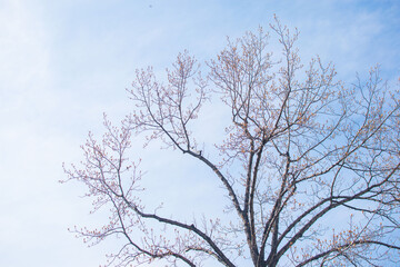 Fototapeta na wymiar Bare tree branches on a pale white background