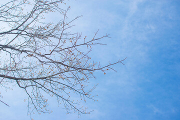 Bare tree branches on a pale white background