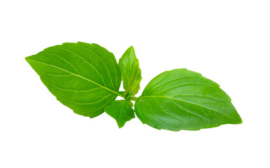 Sweet Basil on transparent png