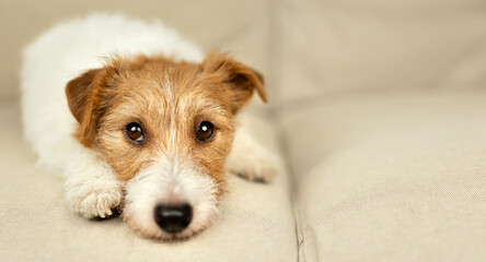 Cute lazy happy jack russell terrier dog puppy resting, relaxing, looking on the sofa at home. Pet care banner, background.