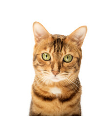 Studio shooting of Bengal cats, white background