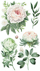 Peony in Marker drawing, Flower Illustration Set. Invitations and Cards. Generative AI