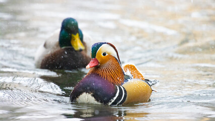 A flock of mallard ducks with a colorful mandarin duck looking for food in the snow. Gdansk,...