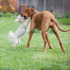 Rhodesian ridgeback with maltese dog