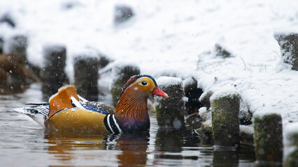 Beautiful, colorful mandarin duck freezing on a lake in winter scenery, Gdańsk Poland