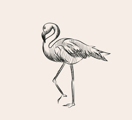 Hand-drawn sketch of animal bird pink flamingo hawaii element