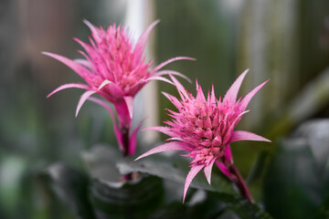Exotic pink flowers of Aechmea fasciata. Flowering plant close-up. Bromeliaceae family. Silver vase or urn plant.
