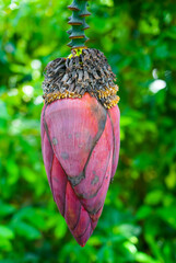 Banana blossom. Exotic large flower of the plant close-up.

