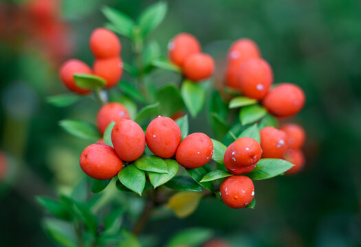 Red berries of Alyxia ruscifolia. Plant closeup. Shrub of the chainfruit or prickly alyxia.
