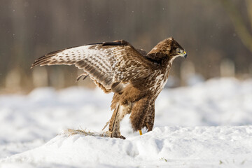 buzzard