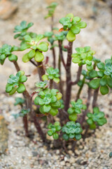 Close up of green Echeveria skinneri. Plant species of succulents.
