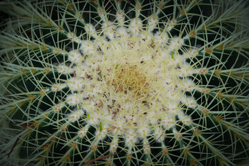 Echinocactus closeup. Prickly cactus as a background.
