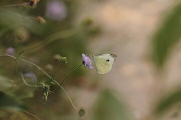 una farfalla cavolaia su un fiore di scabiosa in estate