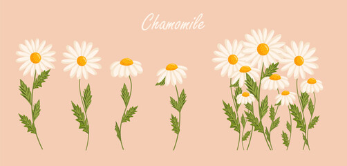 Chamomile flowers set. Floral plants with white petals. Botanical vector illustration on isolated background.