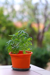 Flower pot with basil in a garden. Selective focus.