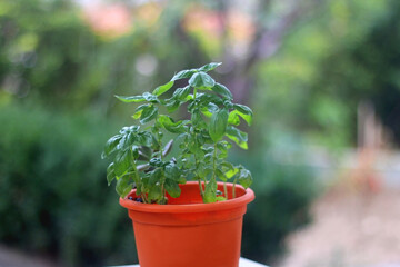 Flower pot with basil in a garden. Selective focus.