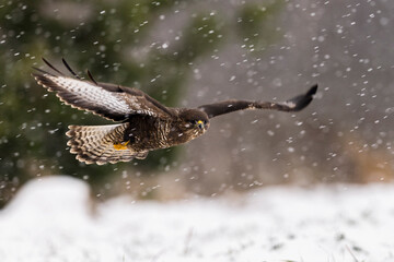 buzzard