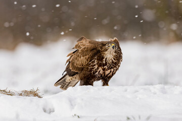 buzzard