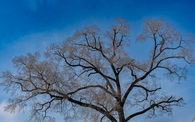 하늘 배경으로 퍼진 고목의 세계