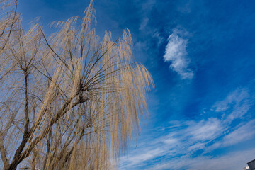 푸른 하늘 배경의 버드나무에서 겨울이 흘러 내리다