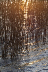 Schilf im Sonnenuntergang