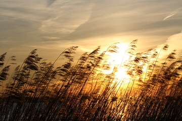Schilf im Sonnenuntergang