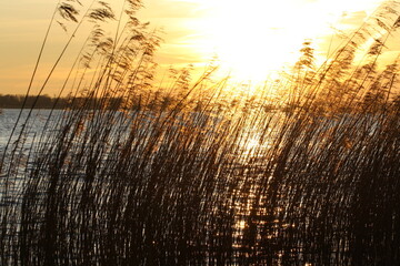 Schilf im Sonnenuntergang