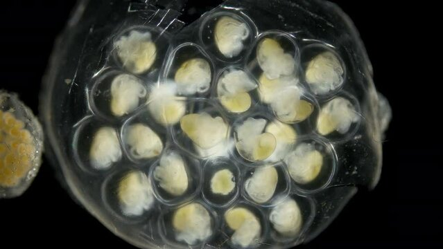Movement of veliger mollusca larvae in laid eggs under a microscope, class Gastropoda. The specimen was found in White Sea.