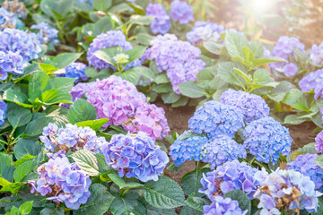 The fresh blossom hydrangea flowers in the garden.