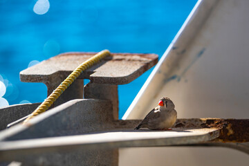Little adorable wild cute zebra finch bird spotted on the ship on Ningaloo reef, Cape Range National, Park, Western Australia